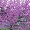 Eastern Redbud - 7 Gallon Pot