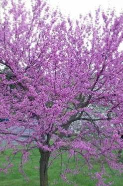 Eastern Redbud - 7 Gallon Pot