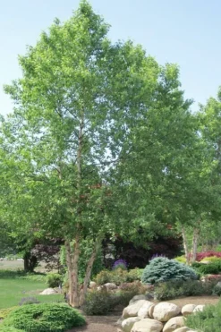River Birch Tree (Betula Nigra) - 1 Gallon Pot