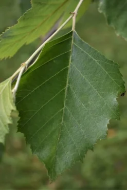 River Birch Tree (Betula Nigra) - 1 Gallon Pot -OLALA Plant Shop River Birch 13 1
