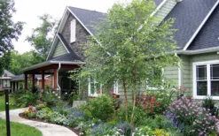 River Birch Tree (Betula Nigra) - 1 Gallon Pot -OLALA Plant Shop River Birch Tree B 1