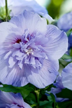 Blue Chiffon Rose Of Sharon - 1 Gallon Pot -OLALA Plant Shop Rose Of Sharon Blue Chiffon 10