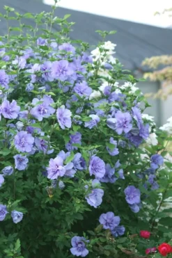 Blue Chiffon Rose Of Sharon - 1 Gallon Pot -OLALA Plant Shop Rose Of Sharon Blue Chiffon 5