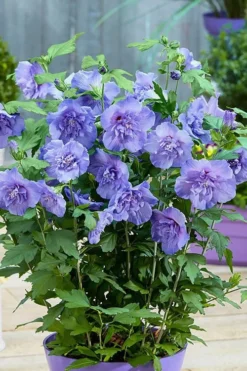 Blue Chiffon Rose Of Sharon - 1 Gallon Pot -OLALA Plant Shop Rose Of Sharon BlueChiffon 6
