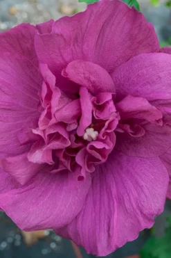 Magenta Chiffon Rose Of Sharon - Hibiscus Syriacus - 2 Gallon Pot -OLALA Plant Shop Rose Of Sharon Magenta Chiffon 4