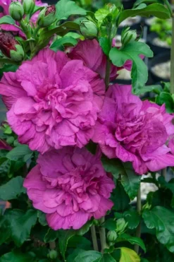 Magenta Chiffon Rose Of Sharon - Hibiscus Syriacus - 2 Gallon Pot