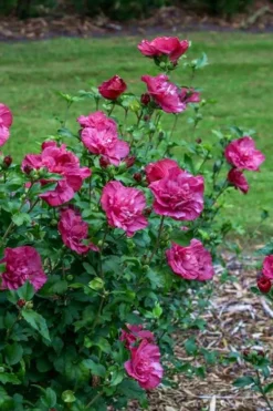 Magenta Chiffon Rose Of Sharon - Hibiscus Syriacus - 2 Gallon Pot -OLALA Plant Shop Rose Of Sharon Magenta Chiffon 6