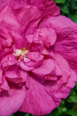 Magenta Chiffon Rose Of Sharon - Hibiscus Syriacus - 2 Gallon Pot -OLALA Plant Shop Rose Of Sharon Magenta Chiffon 7