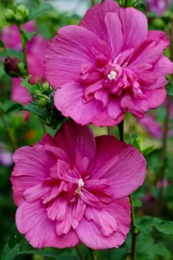 Magenta Chiffon Rose Of Sharon - Hibiscus Syriacus - 2 Gallon Pot -OLALA Plant Shop Rose Of Sharon Magenta Chiffon 8