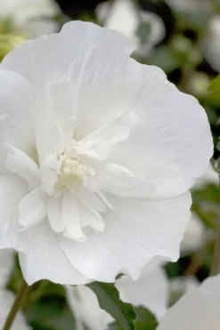 White Pillar Rose Of Sharon - 2 Gallon Pot -OLALA Plant Shop Rose Of Sharon White Pillar 2