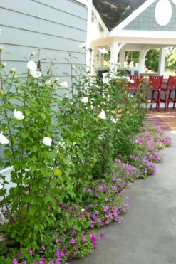 White Pillar Rose Of Sharon - 2 Gallon Pot -OLALA Plant Shop Rose Of Sharon White Pillar 4