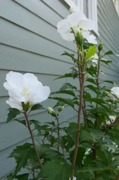 White Pillar Rose Of Sharon - 2 Gallon Pot -OLALA Plant Shop Rose of Sharon White Pillar 5