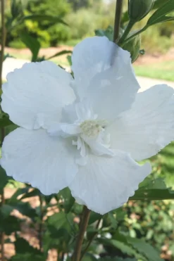 White Pillar Rose Of Sharon - 2 Gallon Pot -OLALA Plant Shop Rose of Sharon White Pillar 7