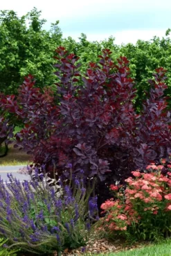 Royal Purple Smoke Tree (Smokebush) - 5 Gallon Pot - SALE -OLALA Plant Shop SMoke Tree Royal Purple 20 1