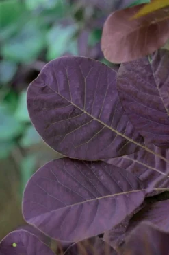 Royal Purple Smoke Tree (Smokebush) - 5 Gallon Pot - SALE -OLALA Plant Shop SMoke Tree Royal Purple 22 1