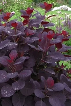 Royal Purple Smoke Tree (Smokebush) - 5 Gallon Pot -OLALA Plant Shop Smoke Tree Royal Purple 11