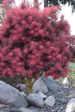Royal Purple Smoke Tree (Smokebush) - 5 Gallon Pot -OLALA Plant Shop Smoke Tree Royal Purple 12