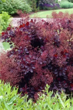 Royal Purple Smoke Tree (Smokebush) - 5 Gallon Pot - SALE -OLALA Plant Shop Smoke Tree Royal Purple 23