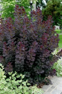 Royal Purple Smoke Tree (Smokebush) - 5 Gallon Pot - SALE -OLALA Plant Shop Smoke Tree Royal Purple 25 1
