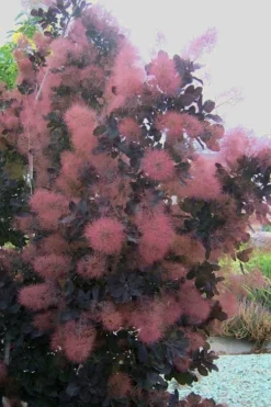 Royal Purple Smoke Tree (Smokebush) - 5 Gallon Pot - SALE -OLALA Plant Shop Smoke Tree Royal Purple 28 1