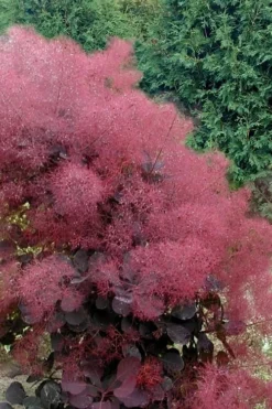 Royal Purple Smoke Tree (Smokebush) - 5 Gallon Pot - SALE