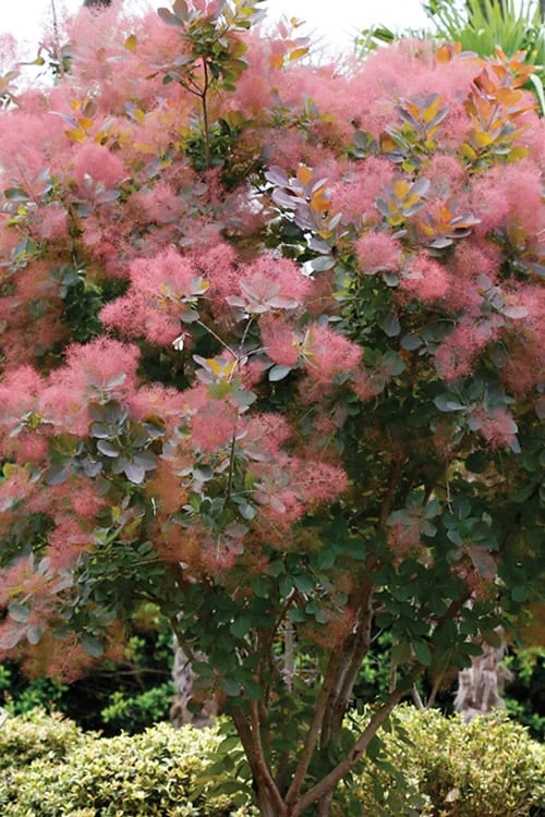 Grace Pink Flowering Smoke Tree - 3 Gallon Pot 7 Grace Pink Flowering Smoke Tree - 3 Gallon Pot - Image 7