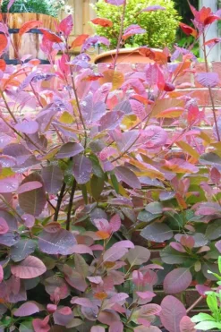 Grace Pink Flowering Smoke Tree - 1 Gallon Pot -OLALA Plant Shop Smoketree Grace 3 1