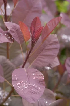 Grace Pink Flowering Smoke Tree - 3 Gallon Pot 12 Grace Pink Flowering Smoke Tree - 3 Gallon Pot -OLALA Plant Shop Smoketree Grace 4