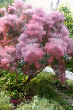 Grace Pink Flowering Smoke Tree - 1 Gallon Pot -OLALA Plant Shop Smoketree Grace 9 1