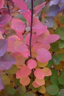 Grace Pink Flowering Smoke Tree - 3 Gallon Pot 13 Grace Pink Flowering Smoke Tree - 3 Gallon Pot -OLALA Plant Shop Smoketree Grace Fall Color 5