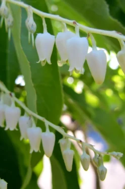 Sourwood Tree (Oxydendrum Arboreum) - 3 Pack Of 1.5 Quart Pots -OLALA Plant Shop Sourwood Tree 18
