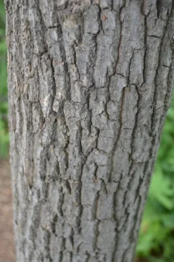 Sourwood Tree (Oxydendrum Arboreum) - 3 Pack Of 1.5 Quart Pots -OLALA Plant Shop Sourwood Tree 20