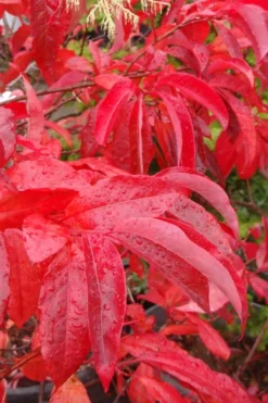 Sourwood Tree (Oxydendrum Arboreum) - 3 Pack Of 1.5 Quart Pots -OLALA Plant Shop Sourwood Tree 6