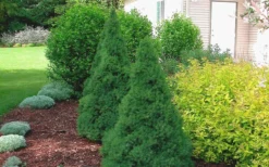 Dwarf Alberta Spruce - 1 Gallon Pot -OLALA Plant Shop Spruce Dwarf Alberta 2 1