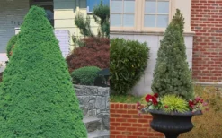 Dwarf Alberta Spruce - 2 Gallon Pot -OLALA Plant Shop Spruce Dwarf Alberta 3 2