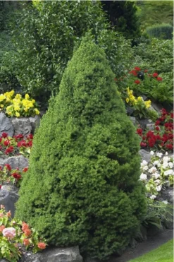 Dwarf Alberta Spruce - 2 Gallon Pot