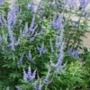 Blue Chaste Tree - Vitex Agnus-castus - 1 Gallon Pot