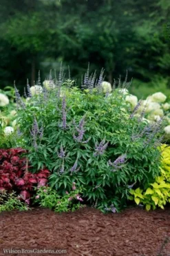 Blue Diddley Dwarf Chaste Tree - Vitex Agnus-castus - 3 Gallon Pot 9 Blue Diddley Dwarf Chaste Tree - Vitex Agnus-castus - 3 Gallon Pot -OLALA Plant Shop Vitex Blue Diddley 3