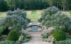 Blue Chaste Tree - Vitex Agnus-castus - 1 Gallon Pot -OLALA Plant Shop Vitex Chaste Tree 11 1