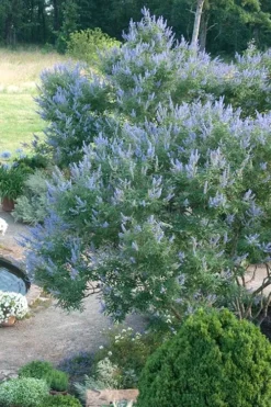 Blue Chaste Tree - Vitex Agnus-castus - 3 Gallon Pot -OLALA Plant Shop Vitex Chaste Tree 13