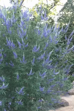 Blue Chaste Tree - Vitex Agnus-castus - 1 Gallon Pot -OLALA Plant Shop Vitex Chaste Tree 14 1