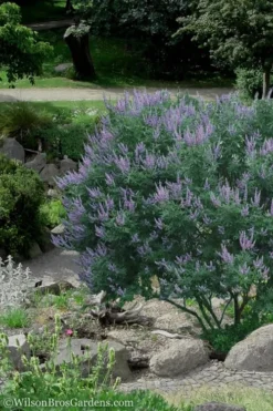 Shoal Creek Chaste Tree (Vitex) - 6 Pack Of 1 Gallon Pots 10 Shoal Creek Chaste Tree (Vitex) - 6 Pack Of 1 Gallon Pots -OLALA Plant Shop Vitex Shoal Creek 17