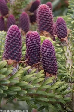 Horstmann's Silberlocke Korean Fir - 2 Gallon Pot -OLALA Plant Shop abies koreana hortmanns silberlocke korean fir 3 1