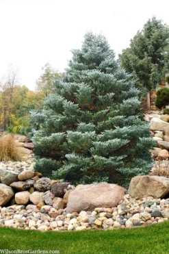 Horstmann's Silberlocke Korean Fir - 5 Gallon Pot -OLALA Plant Shop abies koreana hortmanns silberlocke korean fir 6