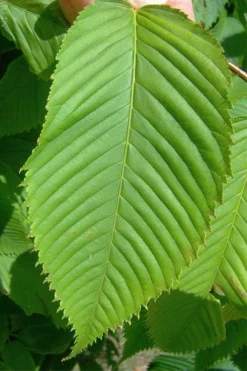 Hornbeam Maple (Acer Carpinifolium) - 3 Gallon Pot 9 Hornbeam Maple (Acer Carpinifolium) - 3 Gallon Pot -OLALA Plant Shop acer carpinifolium hornbeam maple tree 4