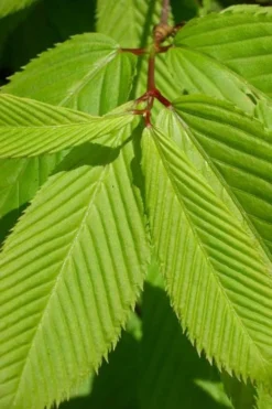 Hornbeam Maple (Acer Carpinifolium) - 3 Gallon Pot 11 Hornbeam Maple (Acer Carpinifolium) - 3 Gallon Pot -OLALA Plant Shop acer carpinifolium hornbeam maple tree 5