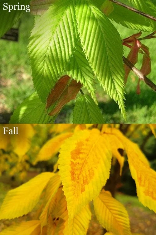 Hornbeam Maple (Acer Carpinifolium) - 3 Gallon Pot 3 Hornbeam Maple (Acer Carpinifolium) - 3 Gallon Pot - Image 3