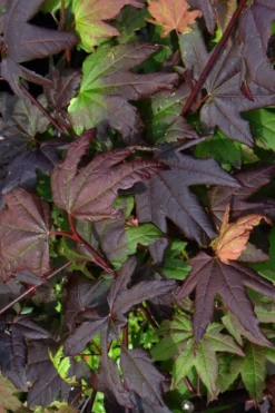 Burgundy Jewel Vine Maple (Acer Circinatum) - 5 Gallon Pot 14 Burgundy Jewel Vine Maple (Acer Circinatum) - 5 Gallon Pot -OLALA Plant Shop acer circinatum burgundy jewel vine maple 4