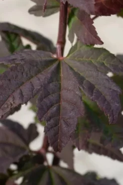 Burgundy Jewel Vine Maple (Acer Circinatum) - 5 Gallon Pot 15 Burgundy Jewel Vine Maple (Acer Circinatum) - 5 Gallon Pot -OLALA Plant Shop acer circinatum burgundy jewel vine maple 5