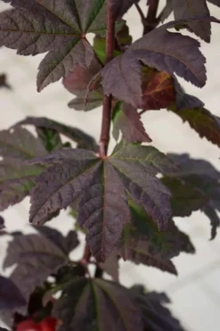 Burgundy Jewel Vine Maple (Acer Circinatum) - 5 Gallon Pot 11 Burgundy Jewel Vine Maple (Acer Circinatum) - 5 Gallon Pot -OLALA Plant Shop acer circinatum burgundy jewel vine maple 6